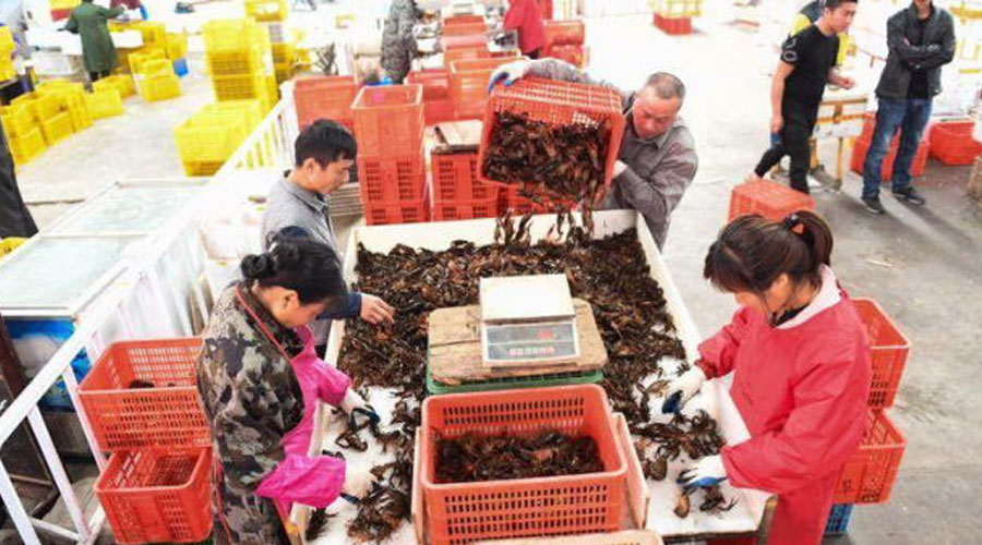 湖北潜江十万人靠小龙虾吃饭 10年至少成就300个千万富翁